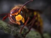 Alerta en EE.UU por la llegada al país de un insecto letal