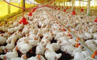 granja-de-pollos