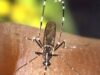Piden a población reforzar prevención del dengue ante aumento en la región